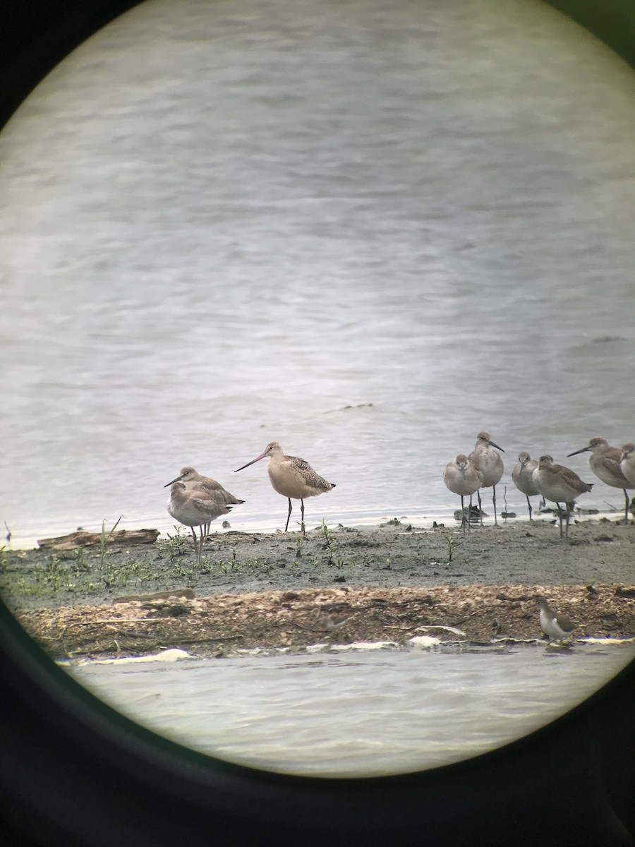 Marbled Godwit - ML173506631