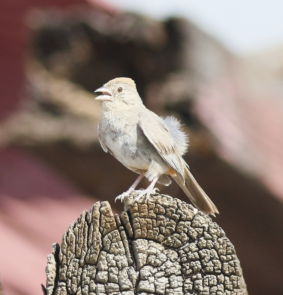 Canyon Towhee - ML173507541
