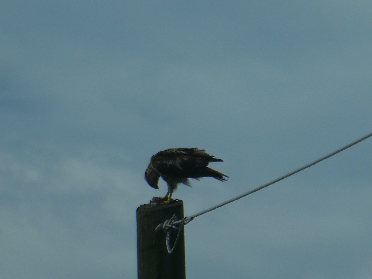 Red-tailed Hawk - elwood bracey