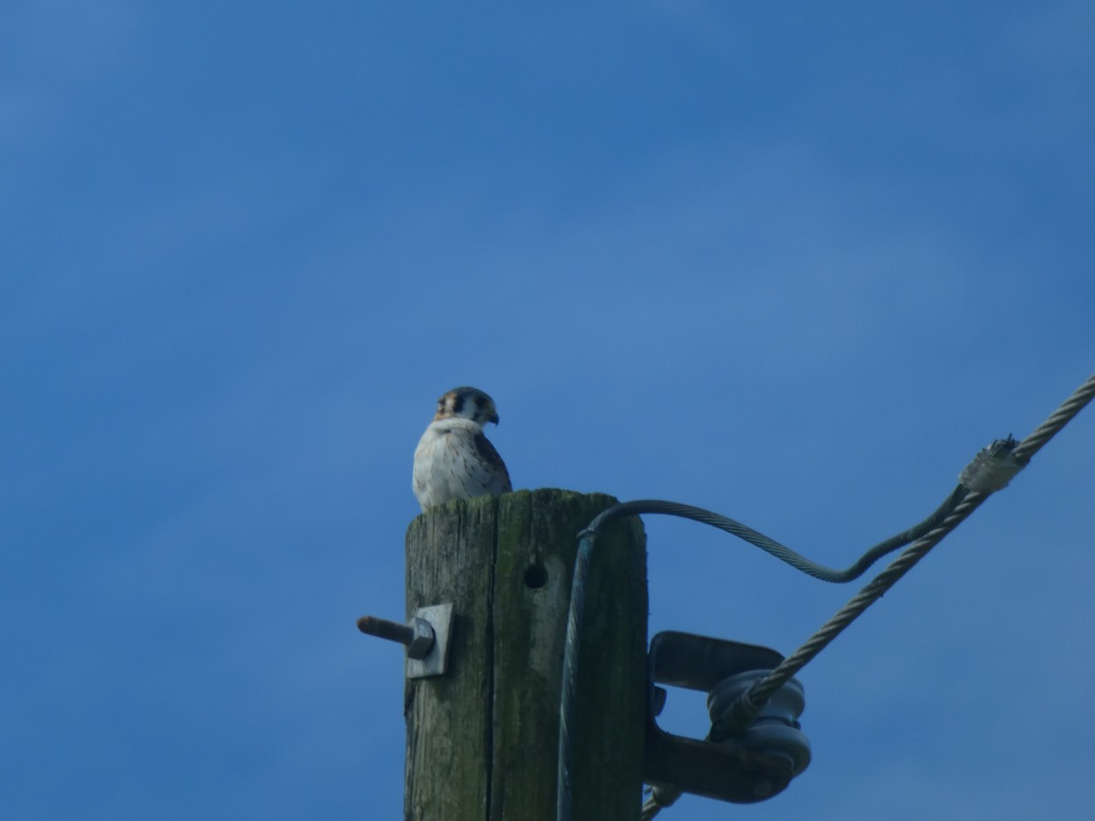 American Kestrel - ML173508231