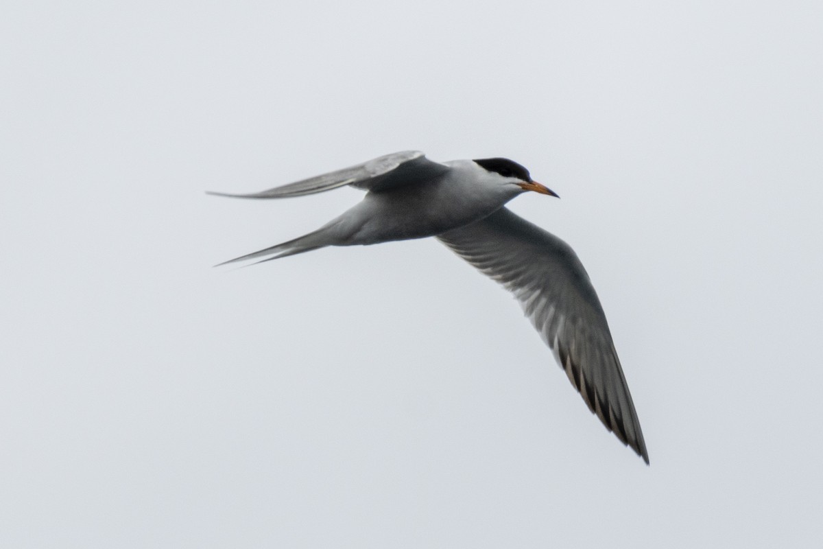 Common Tern - ML173508611