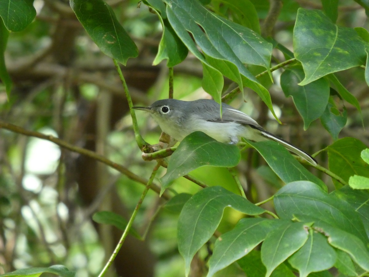 Blue-gray Gnatcatcher - ML173508881