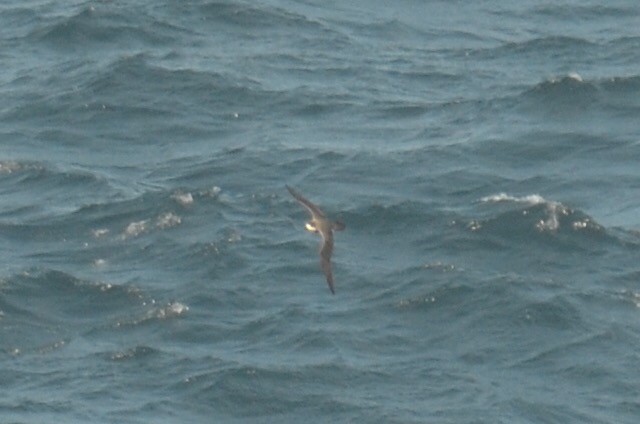 Petrel Hawaiano - ML173510201