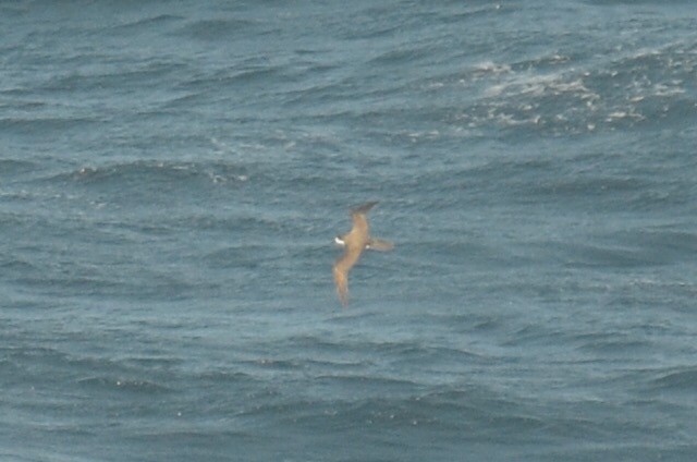 Hawaiian Petrel - Michael Turso