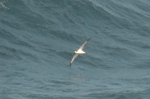 Hawaiian Petrel - ML173510231