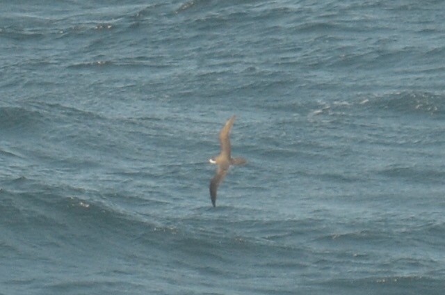 Hawaiian Petrel - ML173510241