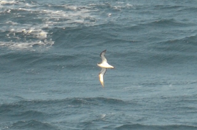 Petrel Hawaiano - ML173510251