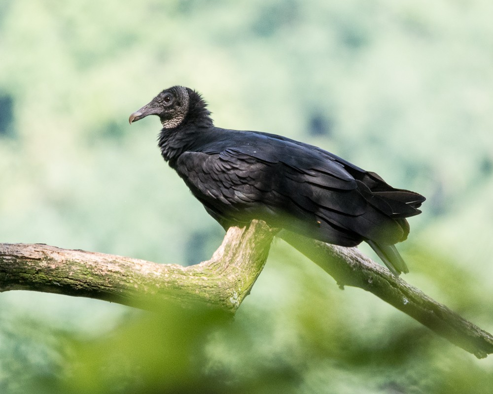 Black Vulture - JW  Mills