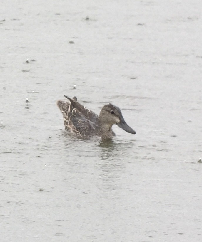 Blue-winged Teal - ML173511811