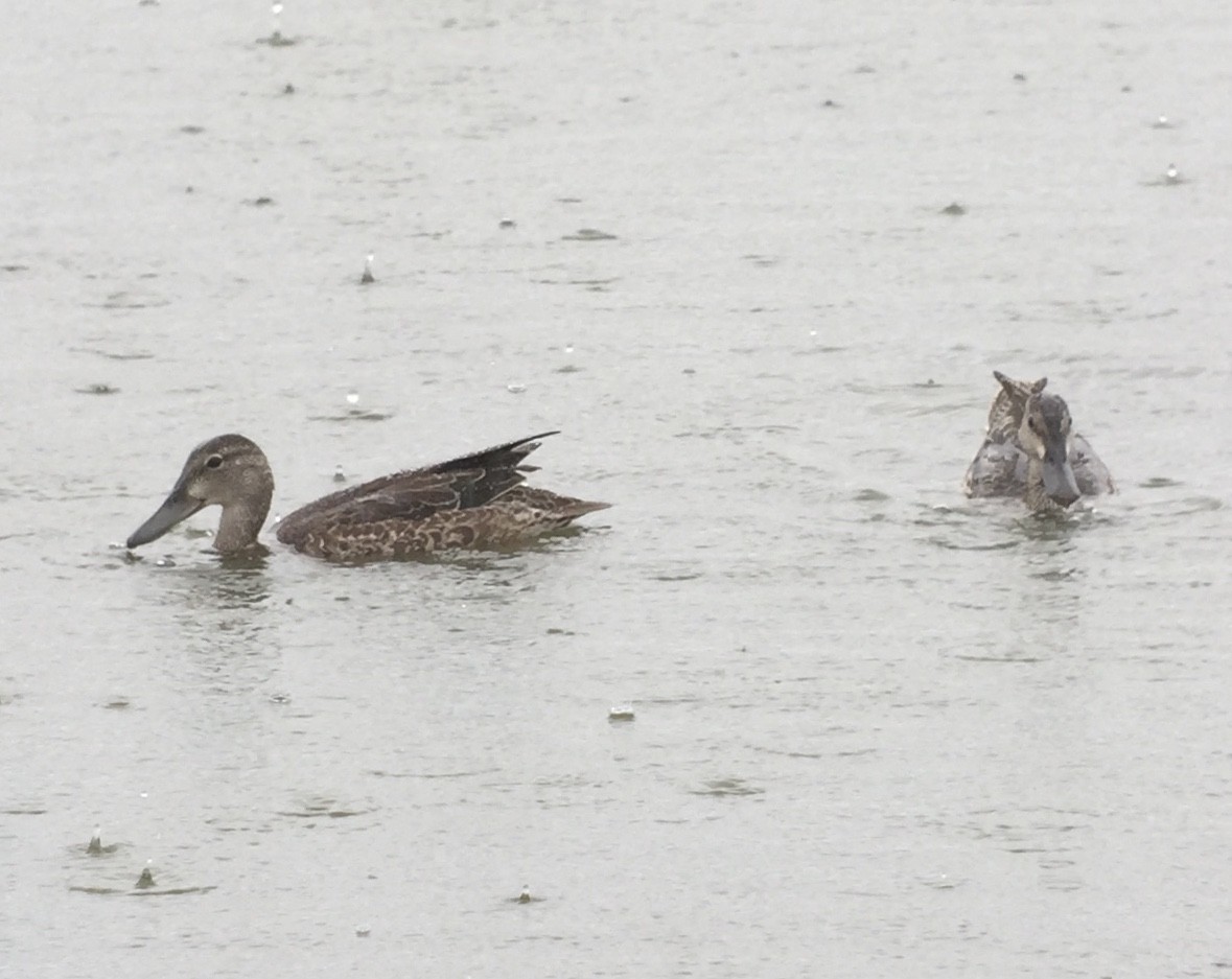 Blue-winged Teal - Rick Heil