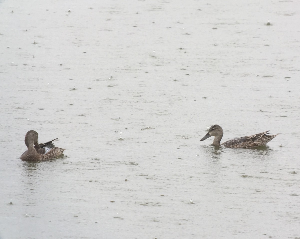 Blue-winged Teal - ML173511841