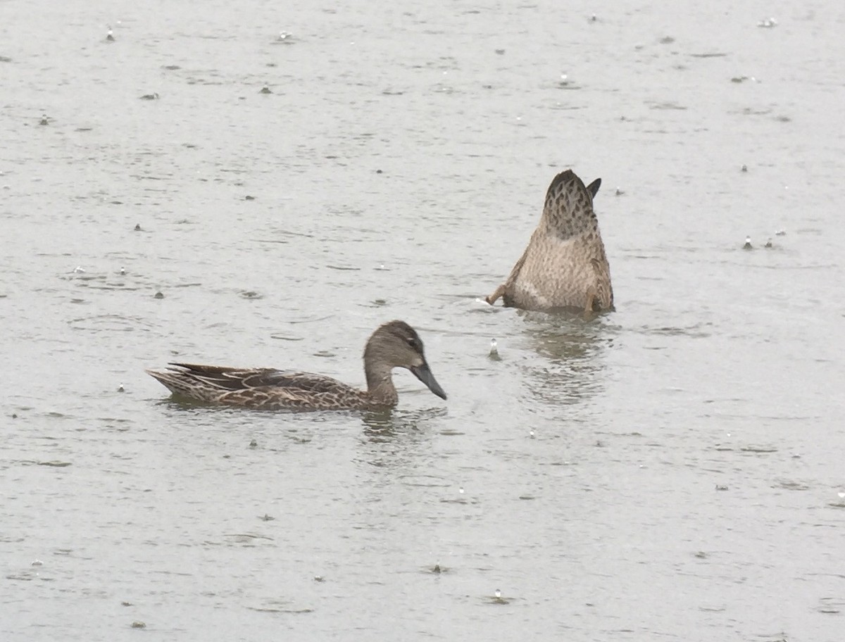 Blue-winged Teal - ML173511871