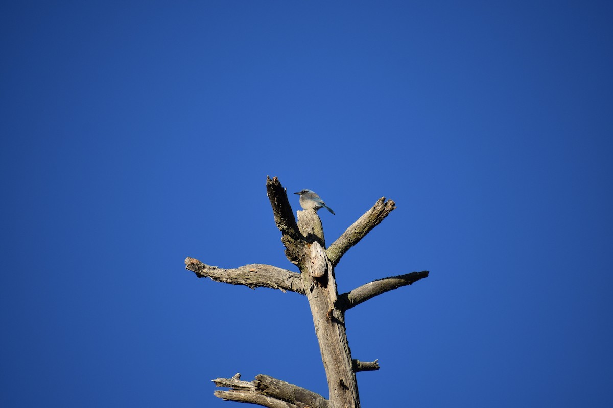 Woodhouse's Scrub-Jay - ML173512171