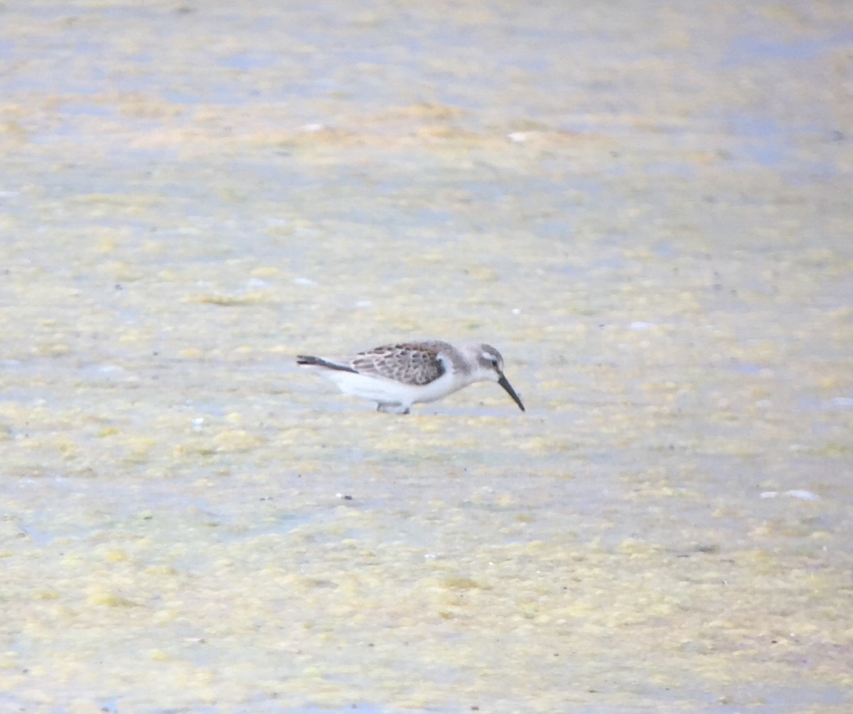 Western Sandpiper - ML173512311