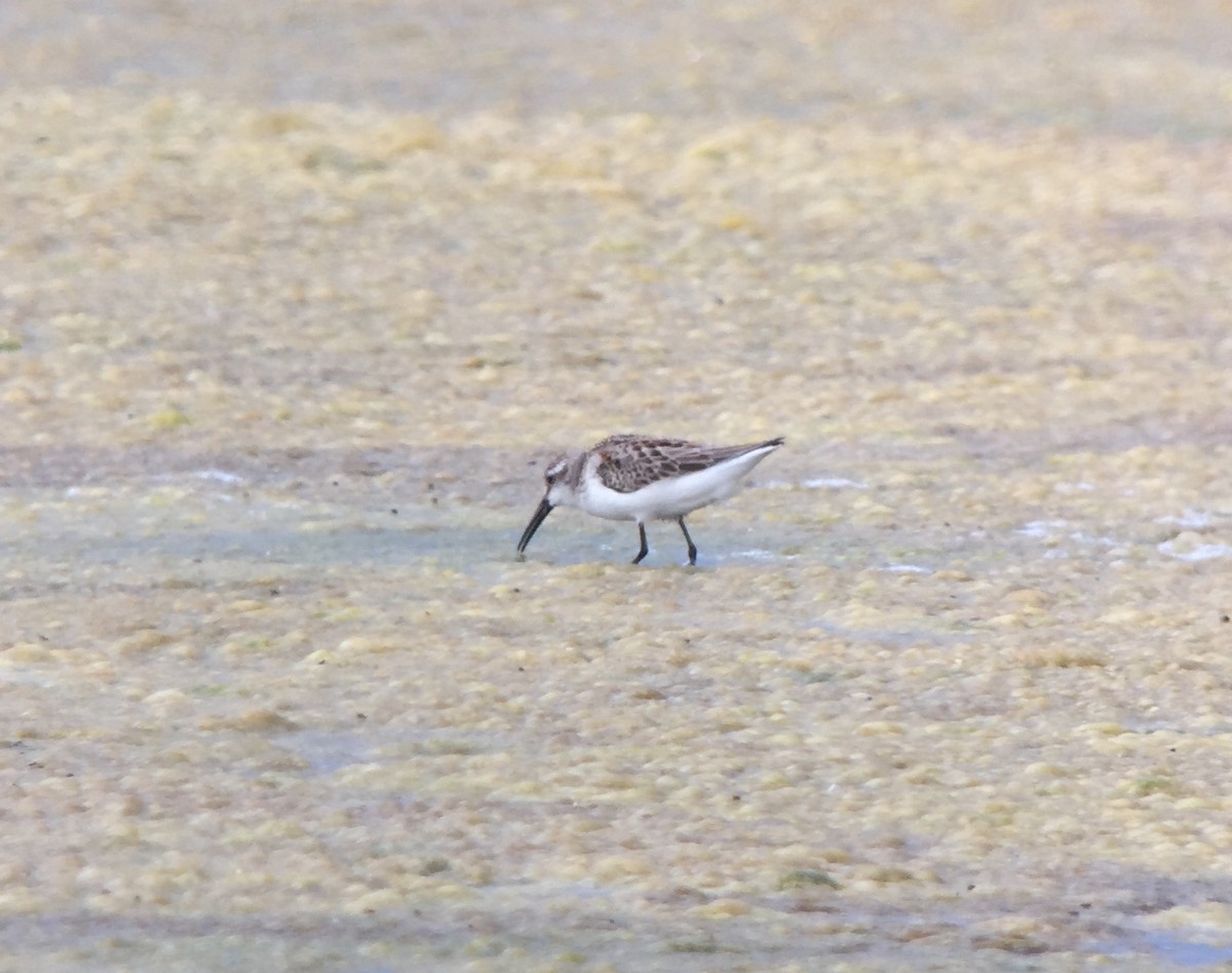 Western Sandpiper - Rick Heil