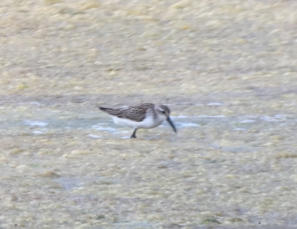 Western Sandpiper - ML173512351