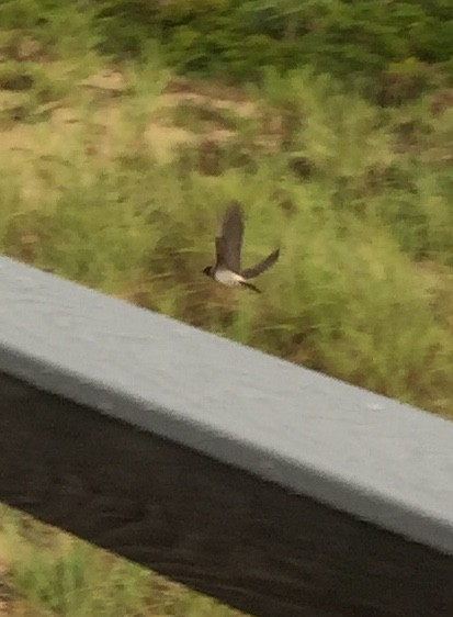 Cliff Swallow (pyrrhonota Group) - ML173512591