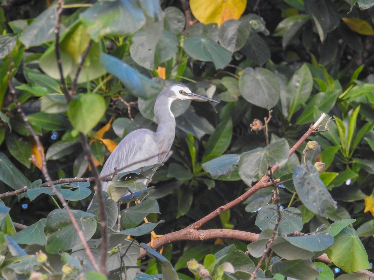 White-faced Heron - Heidi Ware Carlisle