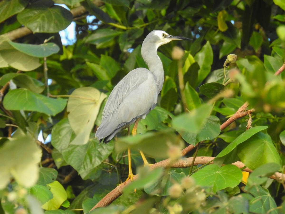 Aigrette à face blanche - ML173517621