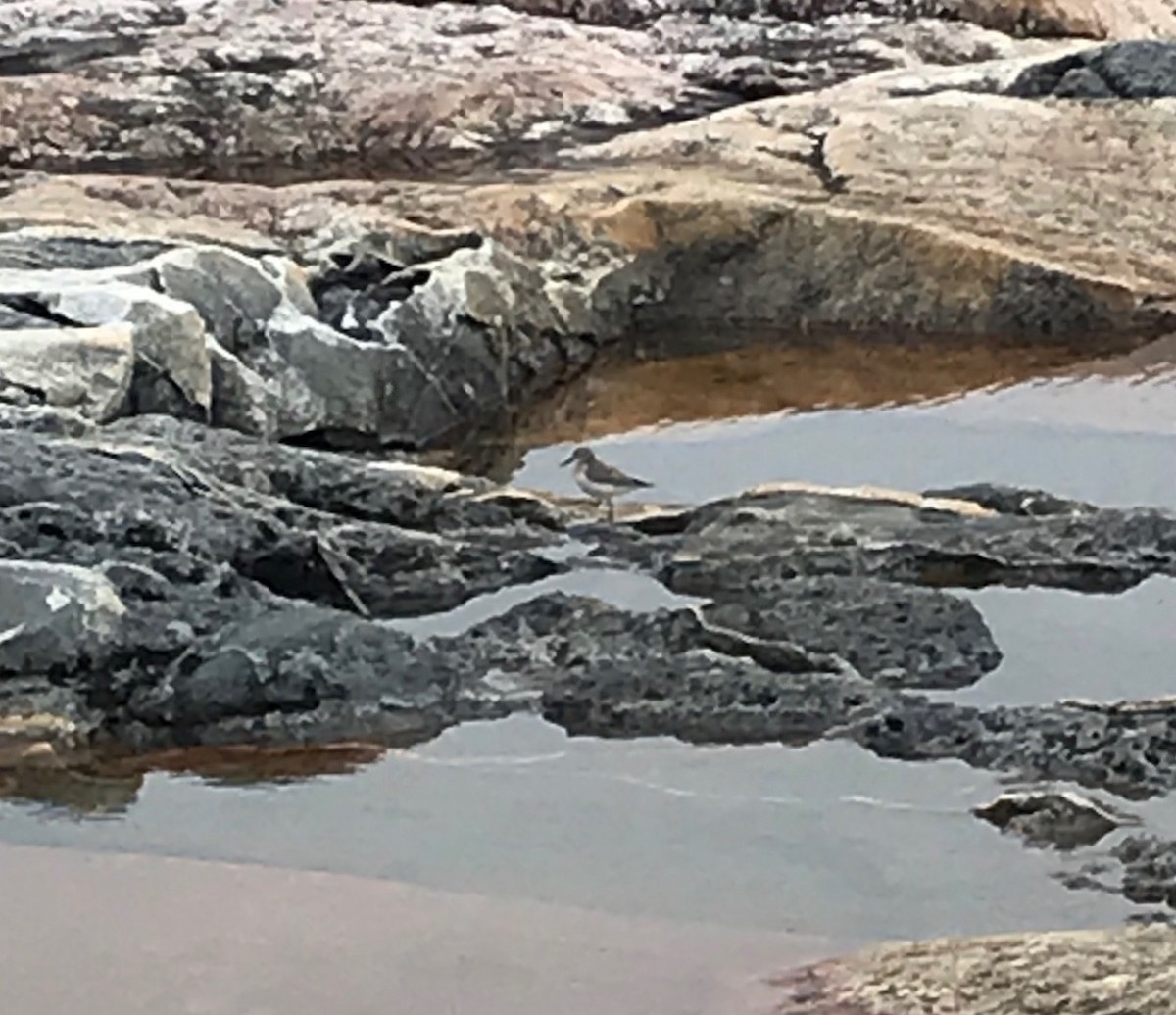 Spotted Sandpiper - ML173517981