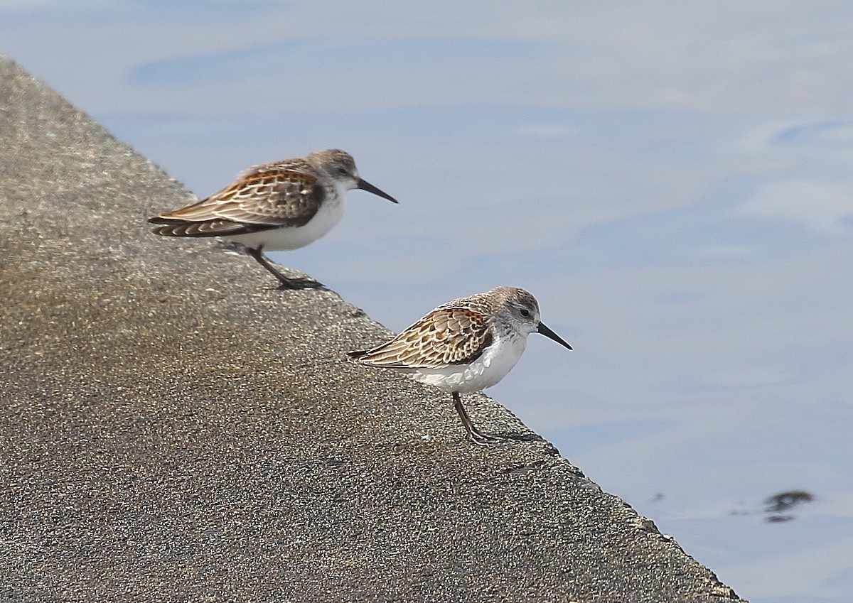 Western Sandpiper - Michael Rutkowski