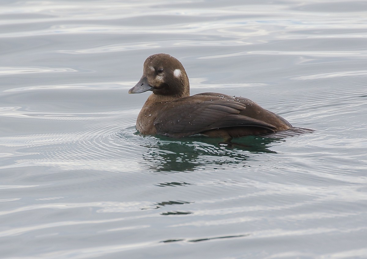 Harlequin Duck - Michael Rutkowski