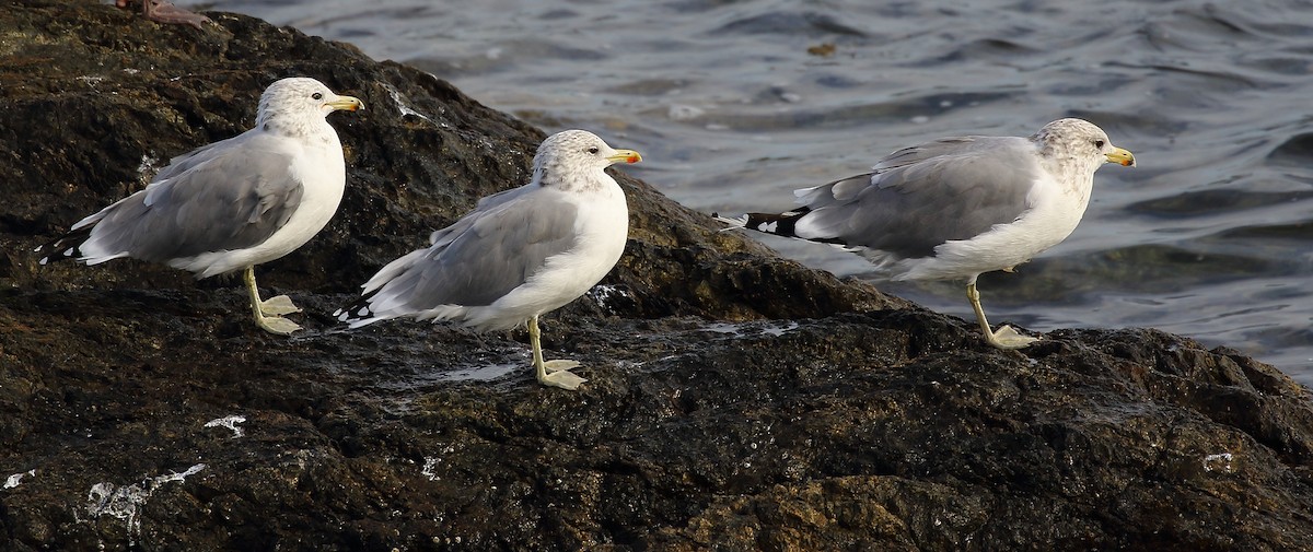 Gaviota Californiana - ML173519761