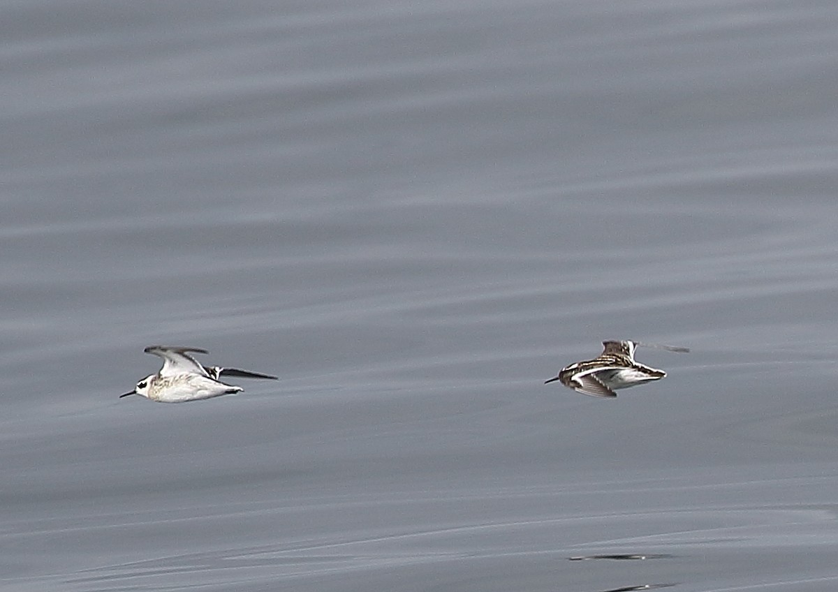 Phalarope à bec étroit - ML173520651