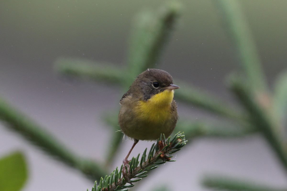 Common Yellowthroat - Harold Forsyth