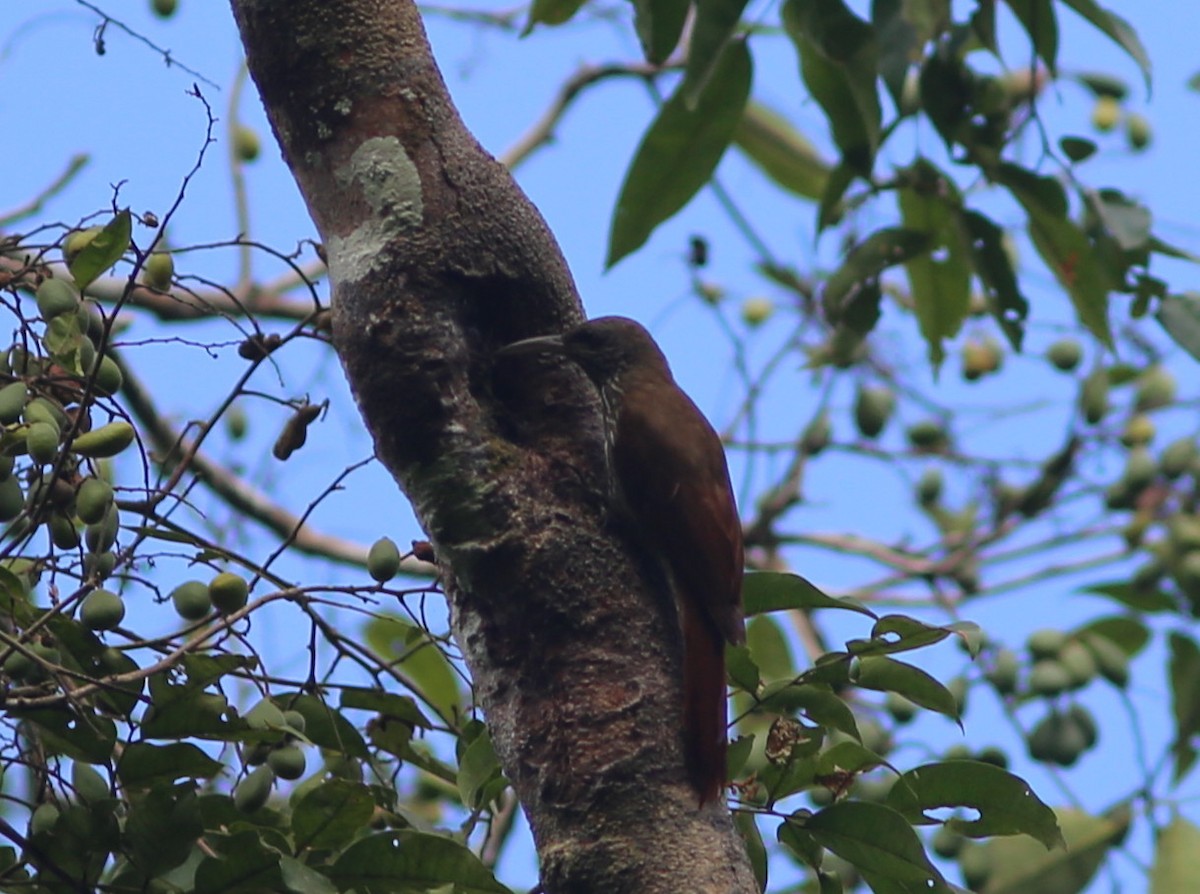 Dusky-capped Woodcreeper (Rondonia) - ML173524701