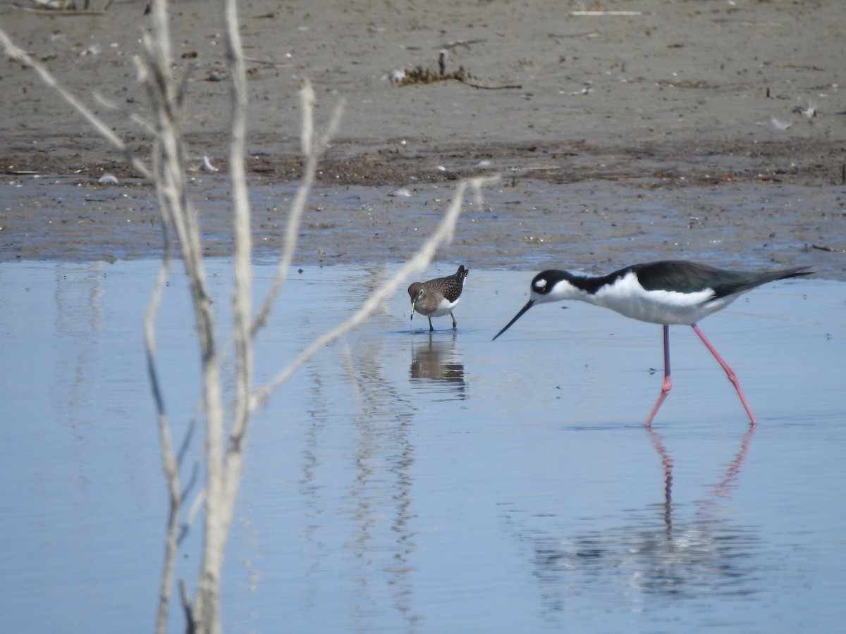 Solitary Sandpiper - ML173524951