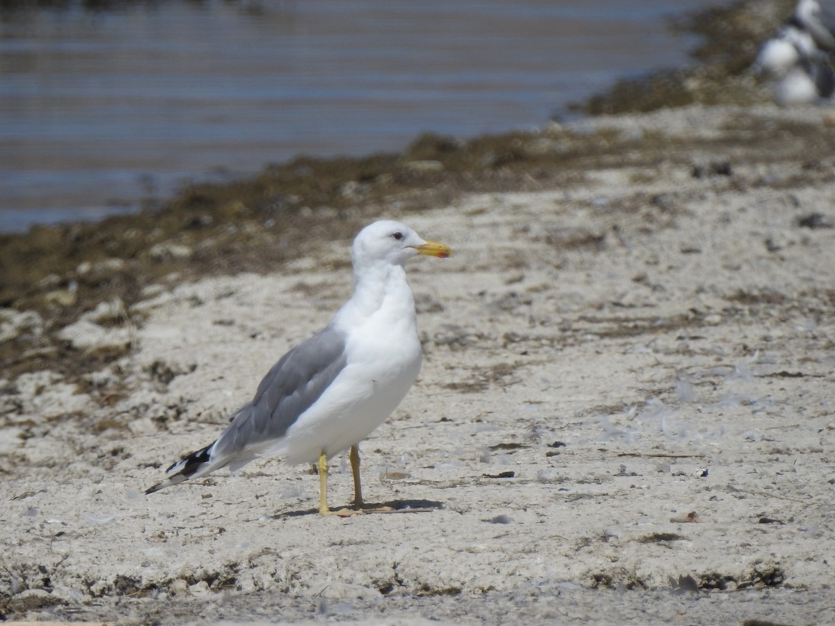 California Gull - ML173525121