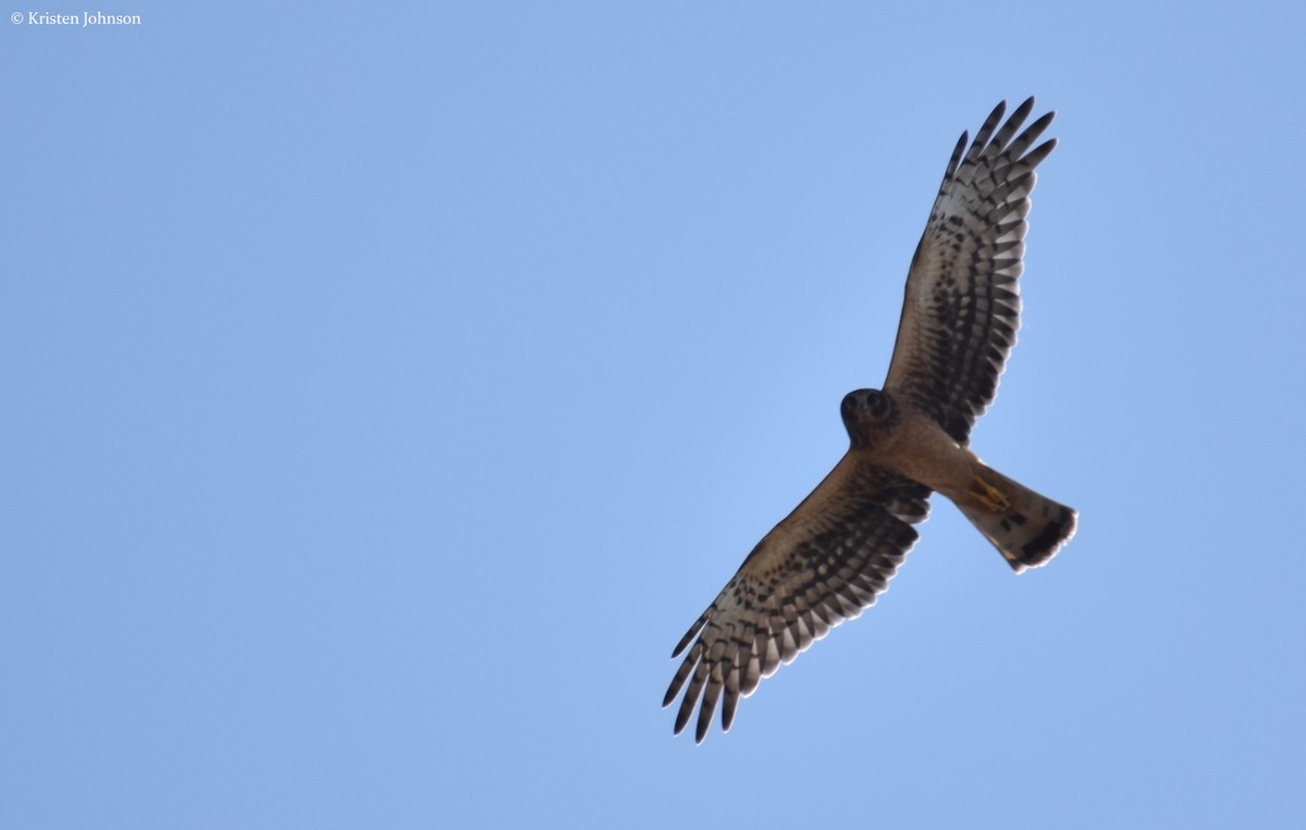 Northern Harrier - ML173525141