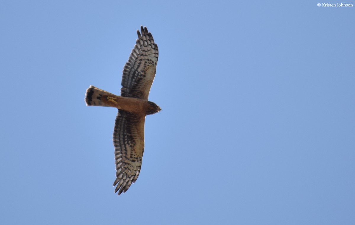 Northern Harrier - ML173525161