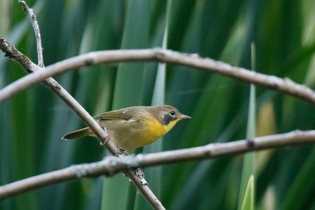 Paruline masquée - ML173526361