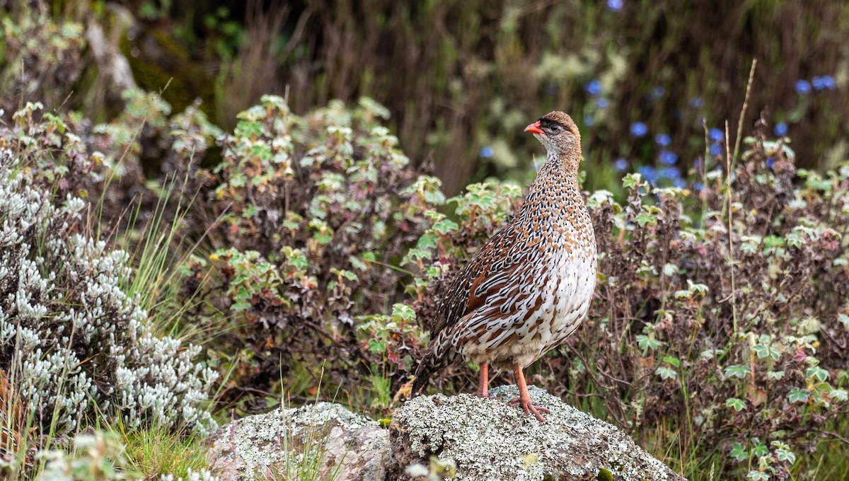 Chestnut-naped Spurfowl (Northern) - ML173526841