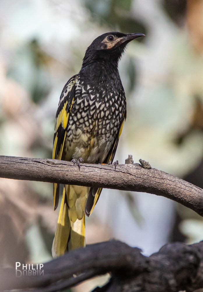 Regent Honeyeater - Philip Dubbin