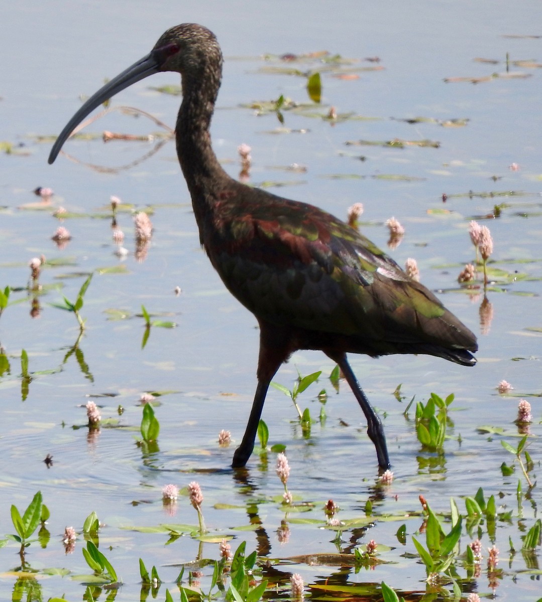 Ibis à face blanche - ML173529491