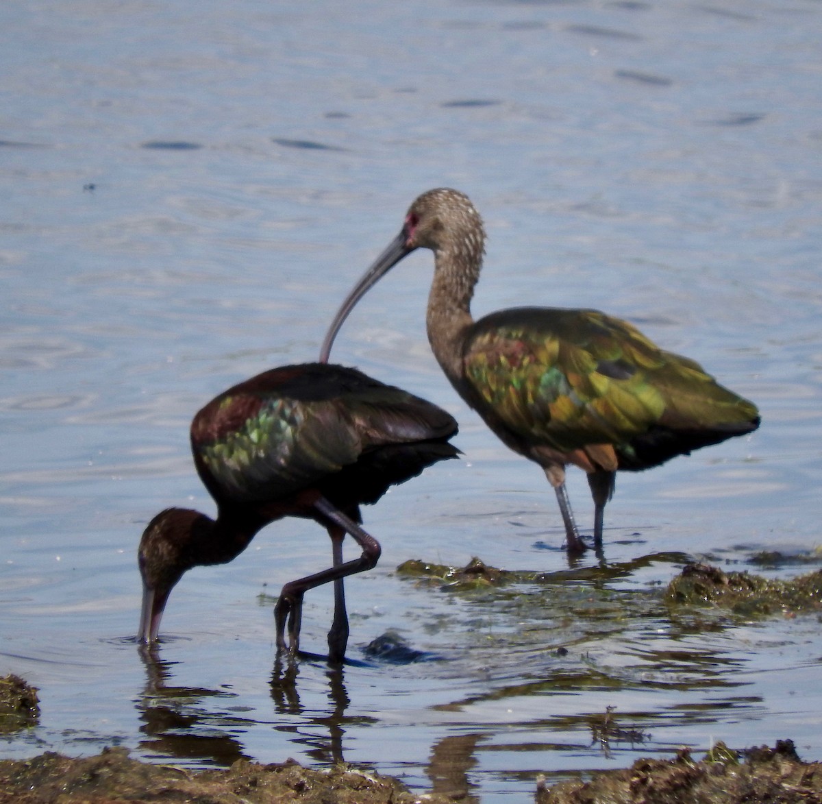 Ibis à face blanche - ML173530071