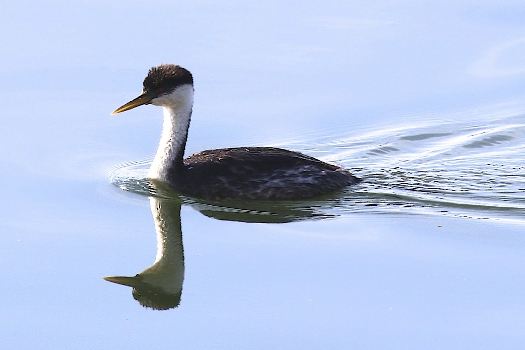 Western Grebe - ML173530311