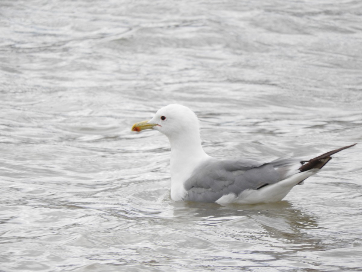 California Gull - Randy Kursinsky