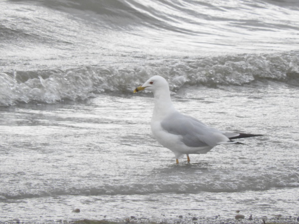 Ring-billed Gull - ML173531061