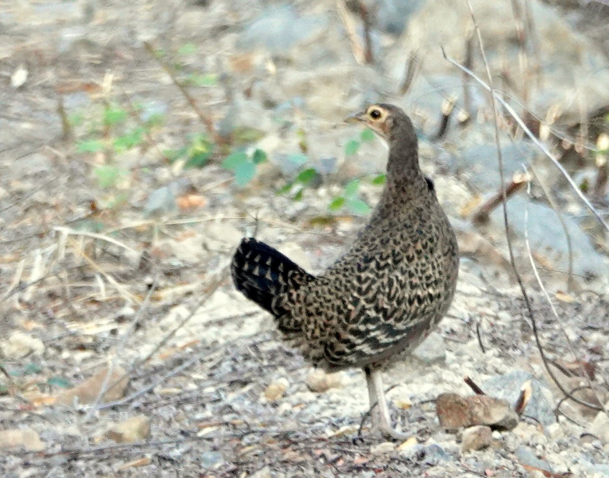 Green Junglefowl - ML173531431