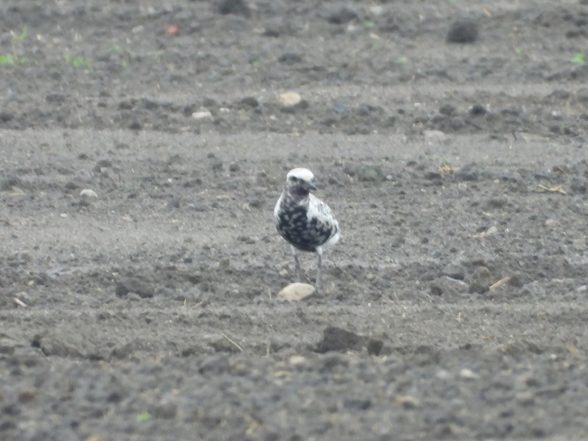 Black-bellied Plover - Francois Bourret