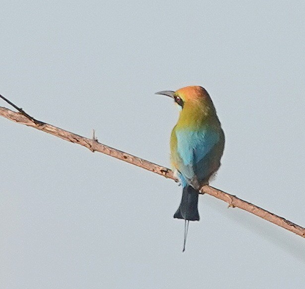 Blue-tailed Bee-eater - ML173531731