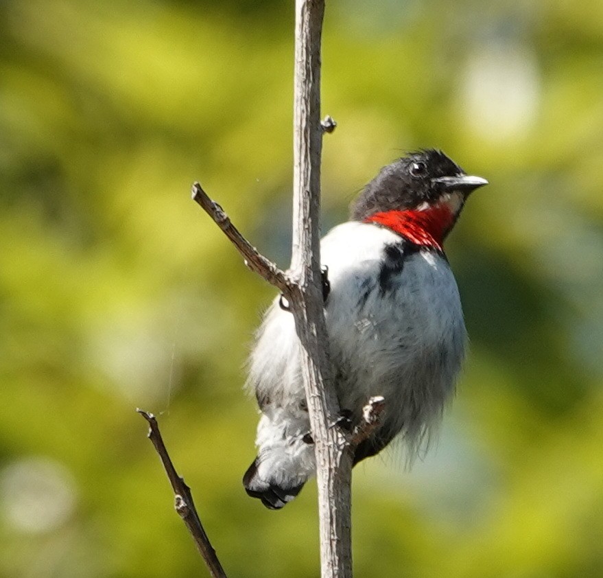 Red-chested Flowerpecker - ML173532741