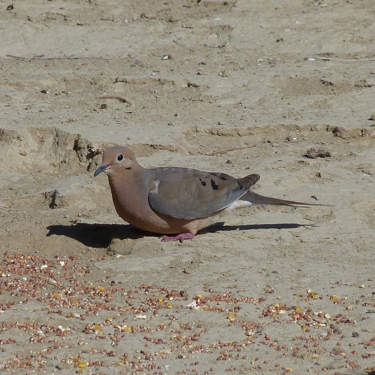 Mourning Dove - ML173532761