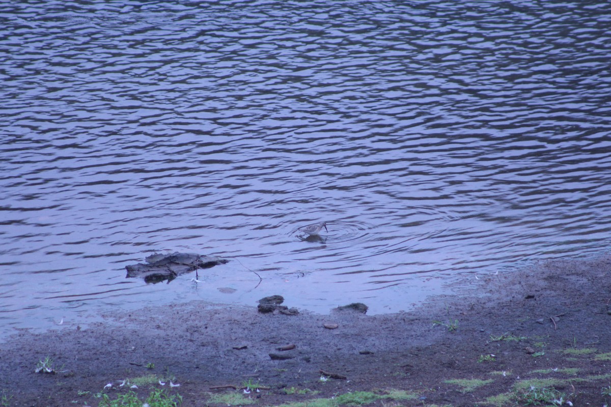 Stilt Sandpiper - ML173533161