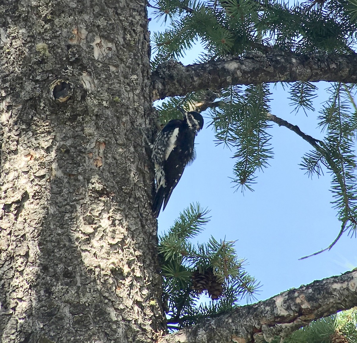 Williamson's Sapsucker - ML173533191