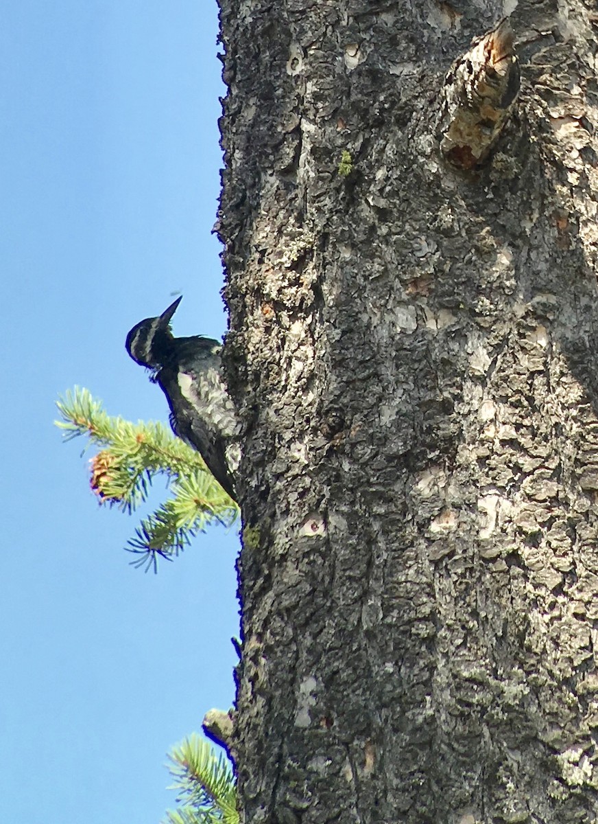 Williamson's Sapsucker - ML173533231